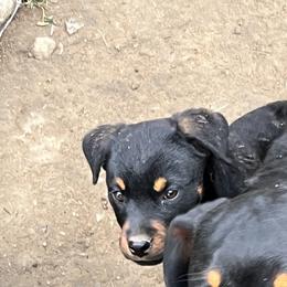 Boy 6 - Black and mahogany Rottweiler puppy in Fowler, Ohio from Pushing Performance Rottweilers