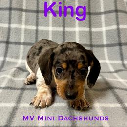 King - Dapple male Dachshund puppy in Carlsbad, Texas from MV Mini Dachshunds