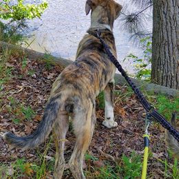 Anatolian Shepherd Dogs from Penny Voss