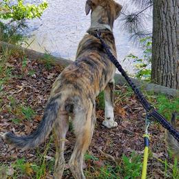 Anatolian Shepherd Dogs from Penny Voss