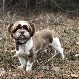 Bruno - Shih Tzu