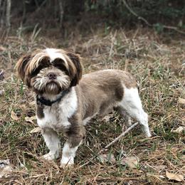 Bruno - Shih Tzu