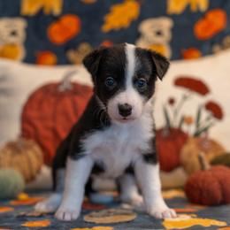 Border Collie, Papillon, Sporty Mix, and Whippet Puppies from Old Hemp Border Collies / Open Horizon Sport Dogs