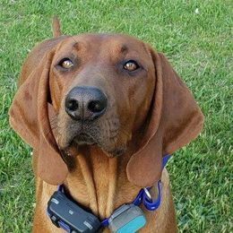 Missy - Redbone Coonhound