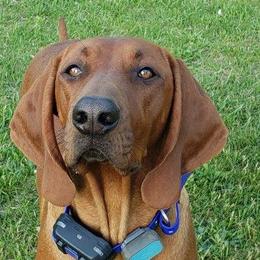 Missy - Redbone Coonhound
