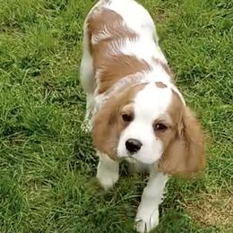 Jane - Cavalier King Charles Spaniel