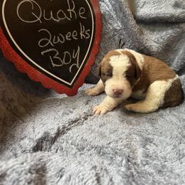 Quake - Brown and white male Saint Berdoodle puppy in Traverse City, Michigan from Bare Paws Saint Berdoodles