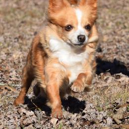 Genna - Chihuahua