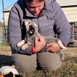 Australian Cattle Dog and Australian Kelpie Puppies from Carben Copy