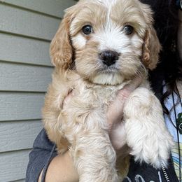 Jake - Blenheim male Cavapoo puppy in Battle Lake, Minnesota from Panda Puppies