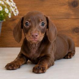 Ace - Chocolate and tan male Dachshund puppy in Desloge, Missouri from Snows Doxies