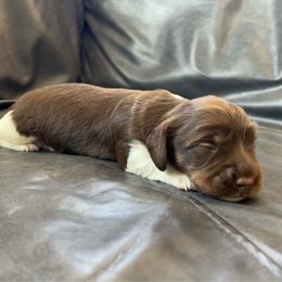 Kinder - Piebald female Dachshund puppy in Shelley, Idaho from Journey’s End Dachshunds
