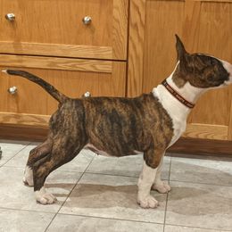 Bull Terrier Puppies from Old England Bull Terriers