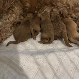 Noelle - Red female Cockapoo puppy in Saint Cloud, Florida from Lakeside Cockapoos