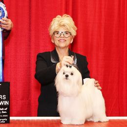 Maltese from Diamond Stars Maltese