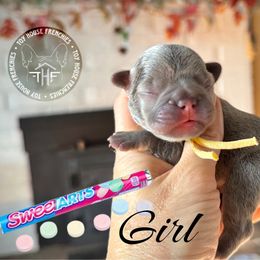 Sweet tarts (pending) - Blue female French Bulldog puppy in Salem, Oregon from Toy House Frenchies