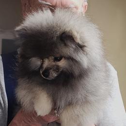 Tia boy 1 - Cream sable male Pomeranian puppy in Turnersville, New Jersey from MK Exquisite Poms