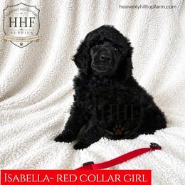 Isabella - Solid Black, Red Collar Girl - Black female Poodle puppy in Charlo, Montana from Heavenly Hilltop Farm