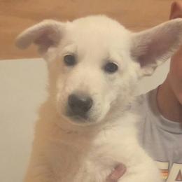 Boy 4 - White male German Shepherd puppy in Tonopah, Nevada from Mercy's White Shepherds