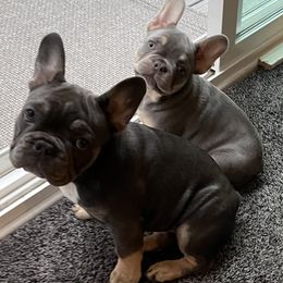 French Bulldog Puppies from MadCity Frenchies