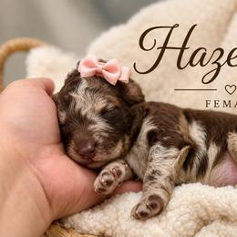 Hazelnut - Merle female Goldendoodle puppy in Miami, Florida from Jade’s Paws & Co. Of Miami LLC