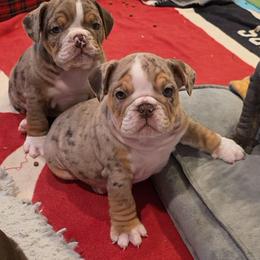 Cinny - Chocolate tri-color female Bulldog puppy in Harrisburg, Pennsylvania from Central PA WiggleButts Bulldogs