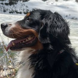Zuri - Bernese Mountain Dog