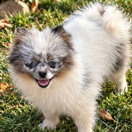 Mosaic - Blue Merle Parti Female - Blue merle female Pomeranian puppy in Buck Valley, Pennsylvania from Buck Valley Pomeranians