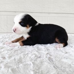 Skittles - Black tri female Toy Australian Shepherd puppy in Pollok, Texas from Pineywoods Pups