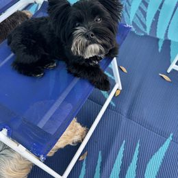 Sammie - Yorkshire Terrier