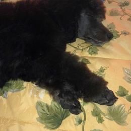 Poodle Puppies from Birch Creek Standard Poodles