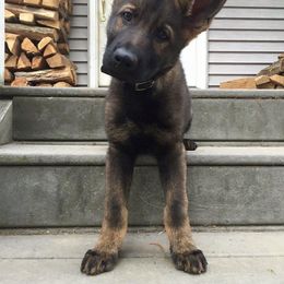 German Shepherd Puppies from Shenandoah German Shepherds