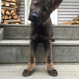 German Shepherd Puppies from Shenandoah German Shepherds