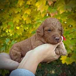 Red Collar Boy - Red  male Poodle puppy in Modesto, California from Dry Creek Poodles
