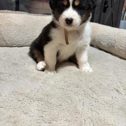 Susan - Black tri-color female Australian Shepherd puppy in Terryville, Connecticut from Spirited Aussies