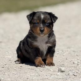 Stefan - Blue merle male Miniature Australian Shepherd puppy in Bogata, Texas from Maple Creek Run