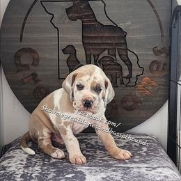 Blue Collar - Harlequin male Great Dane puppy in Alton, Illinois from Show Me Great Danes and Basset Hounds