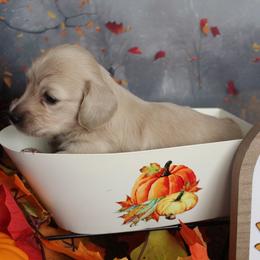 Abby - Cream female Dachshund puppy in Pace, Florida from Shoebox Doxie’s