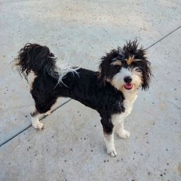 Bernedoodle and Goldendoodle Puppies from Donnasdoodlebugs