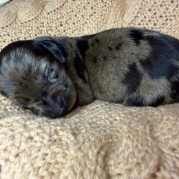 Jade - Dapple female Dachshund puppy in Washburn, Tennessee from Broken Arrow Miniature Dachshunds