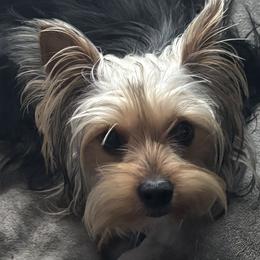 Honey - Black and tan female Yorkshire Terrier puppy in Wagoner, Oklahoma from Rosenthal Yorkies