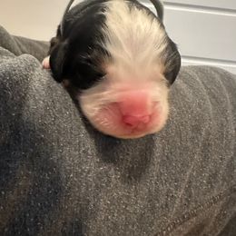 Bernese Mountain Dog Puppies from Midnight Bernese Mountain Dogs