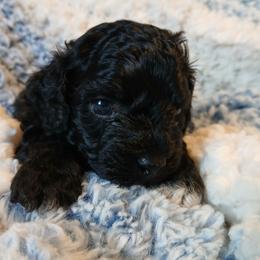 Benji - Black male Havapoo puppy in Blanch, North Carolina from Faithful Hearts Kennel