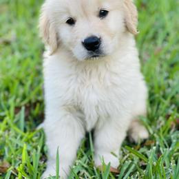 Golden Retriever Puppies from All shades Golden