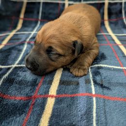 Boy 1 - Red male Irish Terrier puppy in Broadway, North Carolina from Detmore Kennels