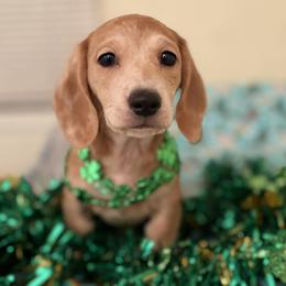 Symphony - Dapple female Dachshund puppy in Saint Paul, Minnesota from Vibrant Eyes Doxies