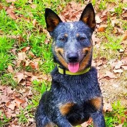 Australian Cattle Dogs and Boxers from Wahachee Creek Kennel