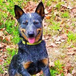 Australian Cattle Dogs and Boxers from Wahachee Creek Kennel