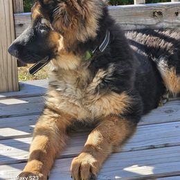 German Shepherd Puppies from Ewig Krieger Kennels