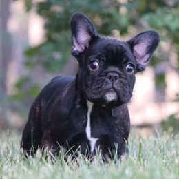 Dracarys - Brindle female French Bulldog puppy in Pueblo, Colorado from Lab Coat French Bulldogs